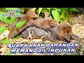 Download Lagu Suara anak garangan‼️pikat induk garangan mp3