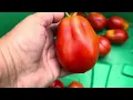 When to Pick Roma Tomatoes My Simple Harvest Trick