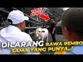 Lagu MINTA IZIN BAWA PULANG SAPI KERDIL REMBO KE PEMILIK ASLINYA!