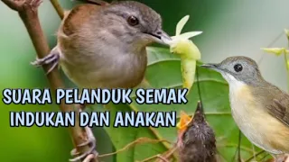 suara anakan dan indukan pelanduk semak cocok buat pikat ekobirdchanel2561