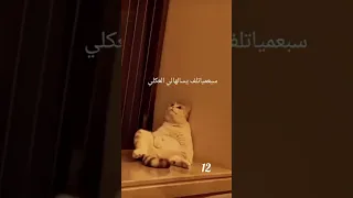 عادل سويزي و القطط إيفيتيو التخمام تاع الليل Adel Sweezy Doublage Chat 