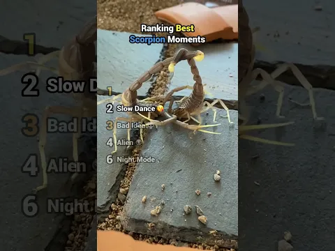 Ranking Best Scorpion Moments
