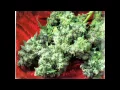 Download Lagu Da Brat Feat. Krayzie Bone - Let's All Get High (Uncensored)