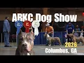 ABKC Dog Show 2026 in Columbus GA American Bully XL Lewis in the Ring