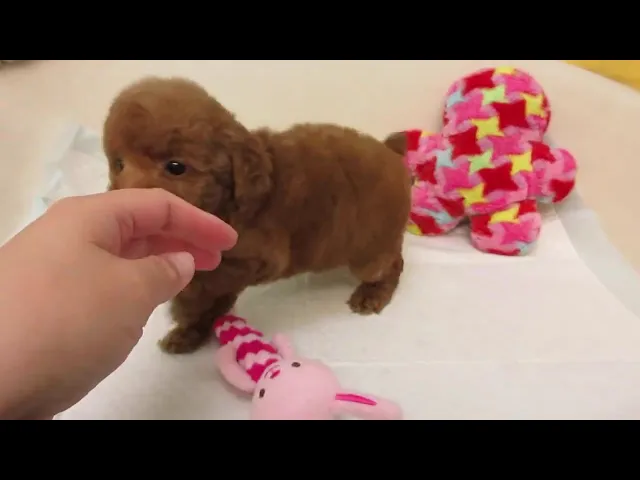 動画