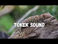 Download Lagu Tokek Sound Ringtone