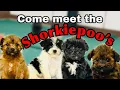 Meet Our Shorkiepoo Puppies