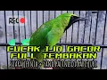 Download Lagu MASTERAN CUCAK IJO FULL TEMBAKAN BESET KASAR || paling di cari JURI