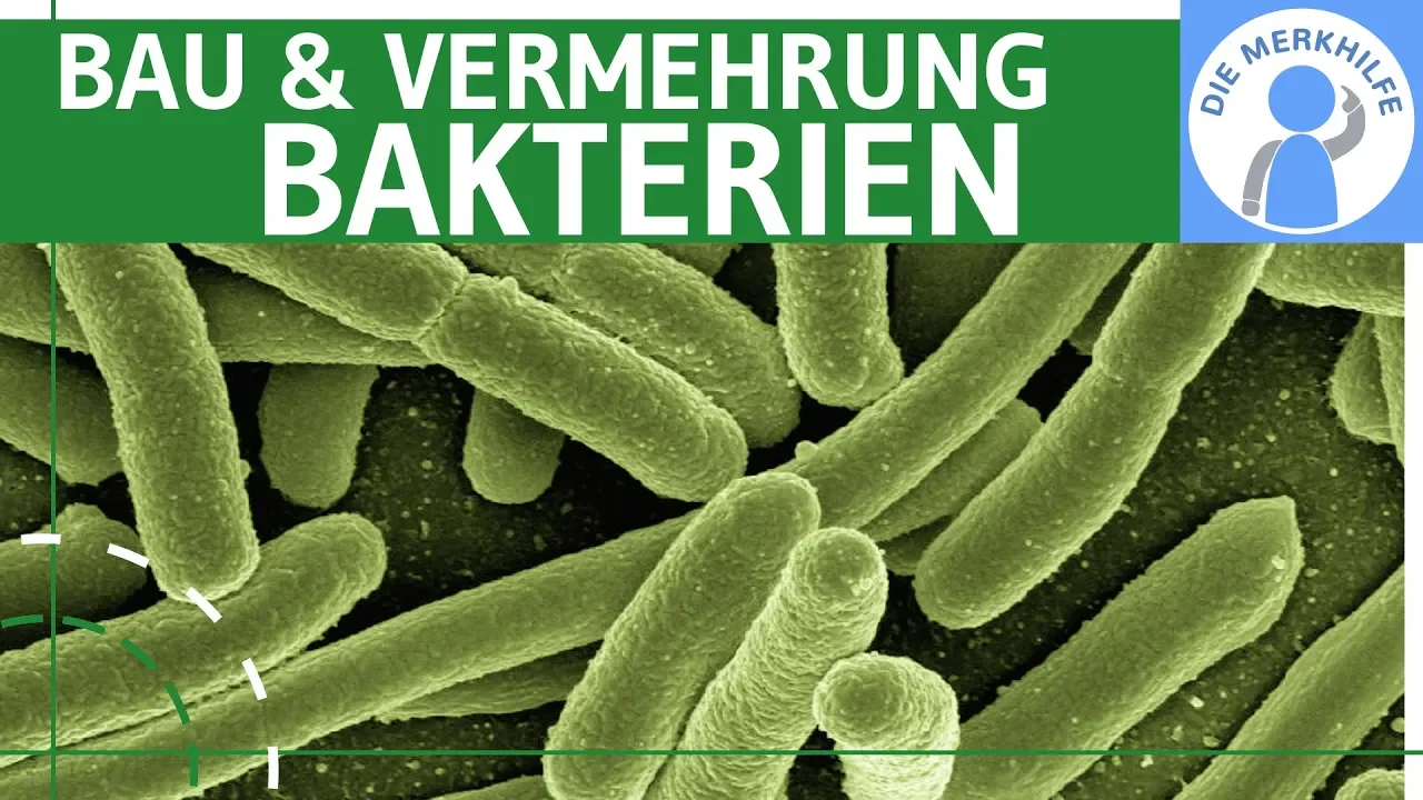 Bakterien - Bau & Vermehrung einfach erklärt - Genetik / Zytologie