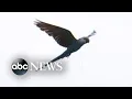 Group of Spix s macaws released in Brazil