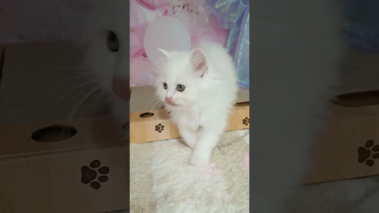 動画