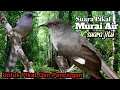 Download Lagu Suara Pikat Murai Air. Suara Jitu.