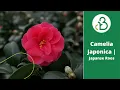 Download Lagu Camelia Japonica Japanse Roos | Plant van de maand maart | Groencentrum de Batterijen
