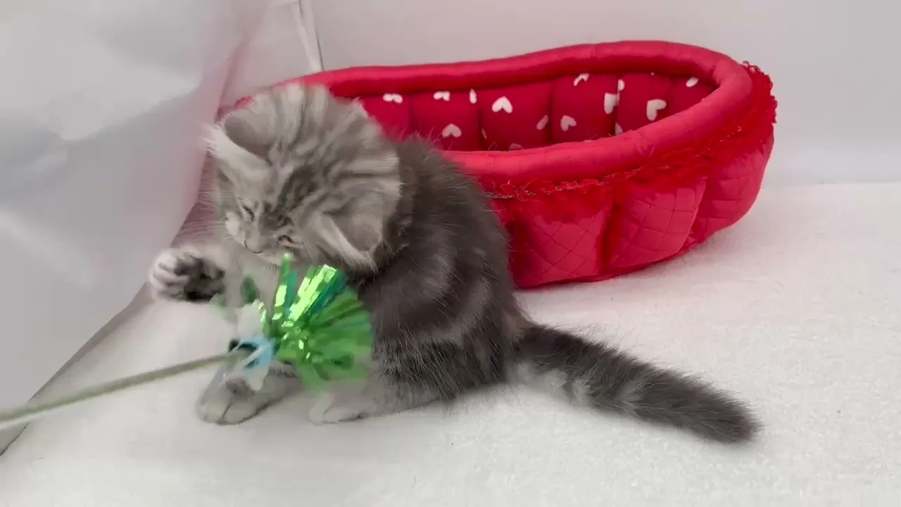 動画