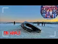 Whale washes ashore near Alaska s Largest City