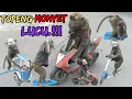 Download Lagu FUNNY MONKEY, TOPENG MONYET LUCU DAN RAJIN SHOLAT