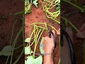 Oh ternyata Begini cara menanam Ubi jalar yang Benar #pertanian #tipsberkebun #petanimodern #trik