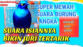 Download suara burung langka untuk masteran roll tembak speed kasar MP3