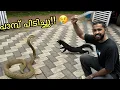 Download Lagu അണ്ണാനെ പാമ്പ് തിന്നു.. പകുതി വിഴുങ്ങി 😢 | Snake Attack In our Aviary 