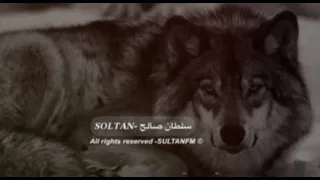 معزوفه استكنان البانيه        روقان دندنها