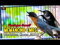 Download Lagu TERBUKTI SANGAT  AMPUH PANCINGAN TLEDEKAN, SRDC, KACER, EMOSI DENGAR INI