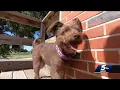 Man arrested after trying to take Enid family s dog taking off in FedEx truck