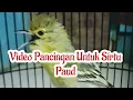 Download Lagu Video Pancingan Untuk Sirtu Paud hs15