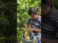 Download Lagu Panen Buah Buahan Di Kebun Ajaib #panen #buah #buahbuahan #ajaib #kebun #unik #kebunbuah