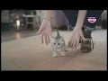 Iklan Whiskas - Most Curious