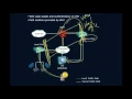 Centralized Web Authentication