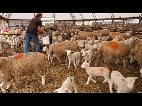 Download MP3 Sheep Farming: The Fall Lambs