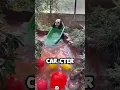 Download Lagu ¿Sabes por qué el panda es el tesoro nacional de China?#animals #china #shorts #foryou #panda