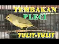 Download Lagu Tembakan Pleci Tulit-tulit Dijamin Langsung Nyaut