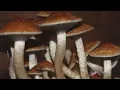 Grand Rapids City Commissioners show support for decriminalizing psychedelic mushrooms