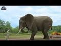 Download Lagu Most Dramatic Hollywood movies (2023) | Dinosaur Vs Anaconda | T-rex Attack | dinosaur | Ms.sandy