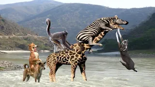 funny animal short video 30 seconds funniest animals ever 