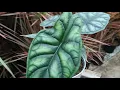 Download Lagu Alocasia Baginda Dragon Scale 25cm | Live from the Nursery Series
