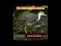 Download Lagu The white-breasted waterhen | Waterbird | Amaurornis phoenicurus | කොරවක්කා | #shorts #GamēWeddo