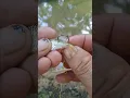 Download Lagu cara pasang umpan ikan untuk mancing ikan besar atau untuk najur gabus