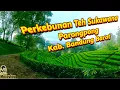 Download Lagu Indahnya Jalan Kebun Teh Sukawana, Ciwangun CIC, Yang Tidak Ada Di Gmaps Jalannya Sebagian