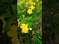 Download Lagu Ojo Dibandingke #ojodibandingke #shorts #viral #ytshorts #viralshorts #youtubeshorts #respect #viral