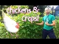 Chickens Crops - Feeding ourselves AND our chickens For LESS
