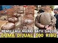 Download Lagu KEJUTAN MURAI BATU GACOR 300 RIBU TROTOL JTN DARI 550 RIBU DI PASAR BURUNG PRAMUKA