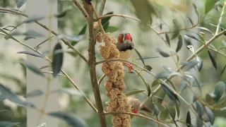 المريود منو كلمات رماح خالد المصطفى اداء امل المبارك 