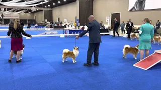 Crisp goes Best of Winners and really becomes an AKC champion