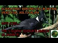 SUARA PIKAT CILILIN HITAM FULL VIDEO ASLI BURUNG CILILIN HITAM DI ALAM
