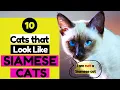 10 Cat Breeds That Look Like Siamese Cats