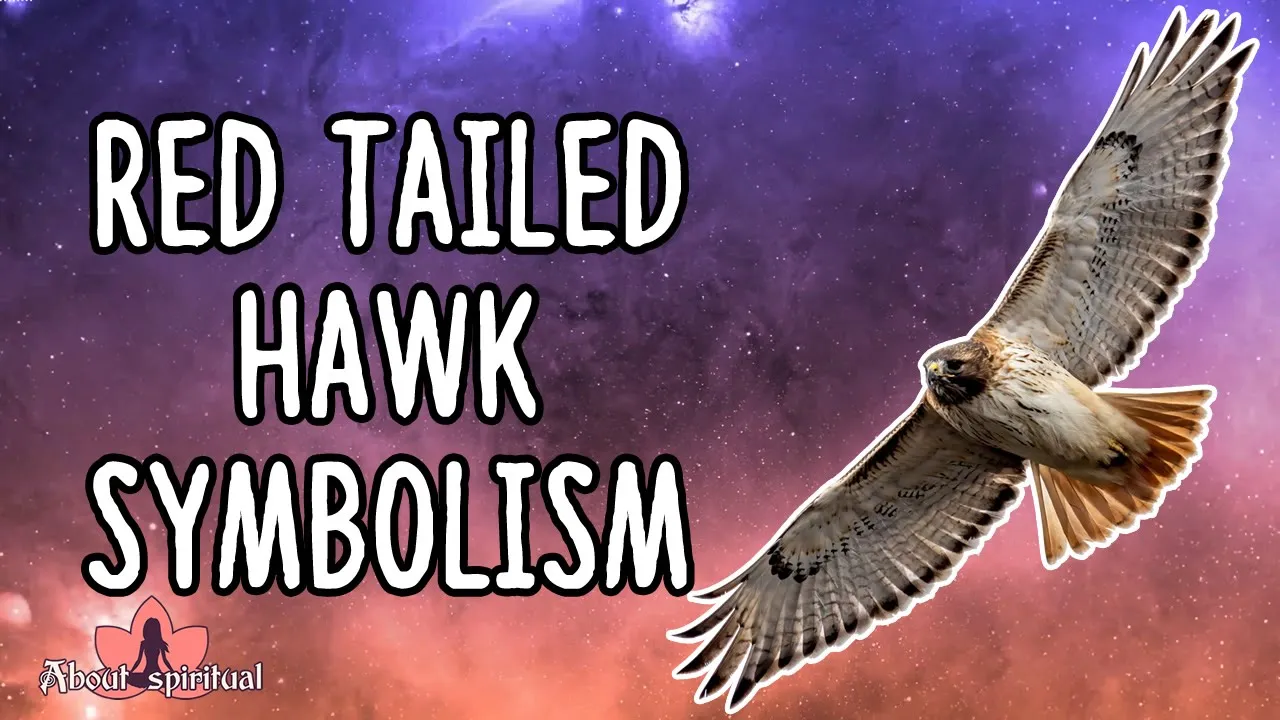 Red Tailed Hawk Symbolism