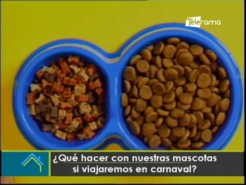 ¿Qué hacer con nuestras mascotas si viajaremos en carnaval?