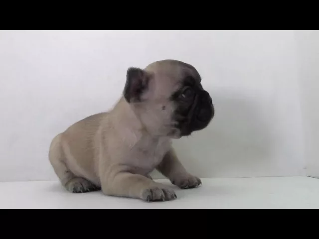 動画
